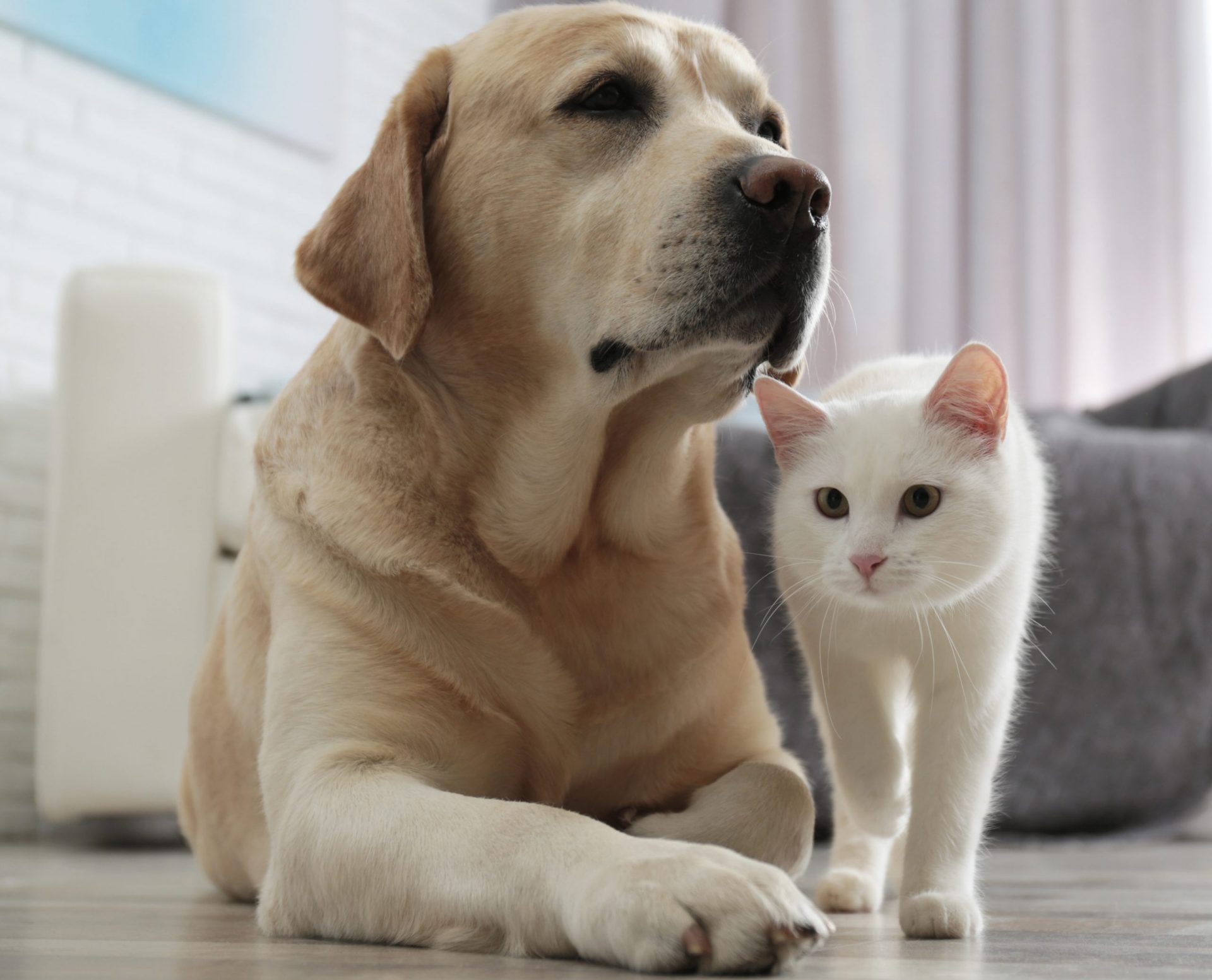 Adorable dog and cat together on floor indoors. Friends forever